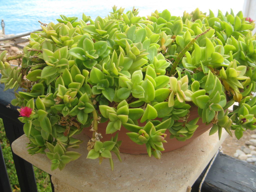 Coral Front Beach Káto Zákros Esterno foto